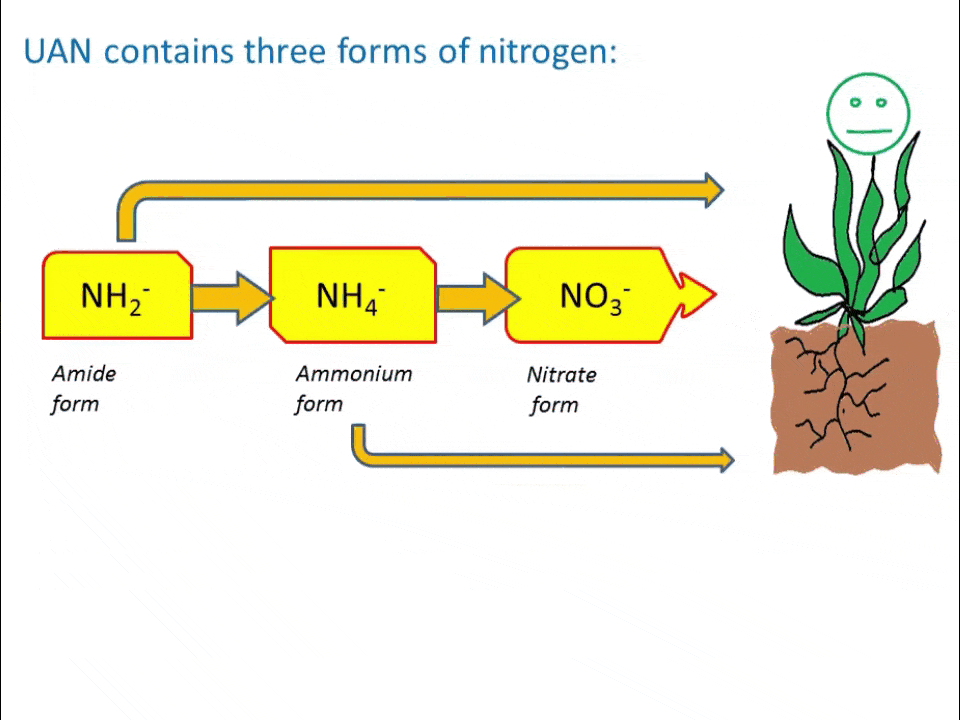 uan effects on plants nitrogen ammonia ammonium nitrate